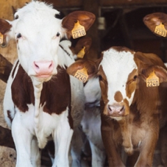 gallery/cows